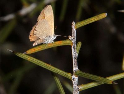 Acacia colletioides, photographed by Russell Best