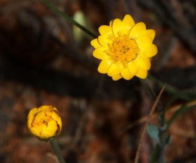 Rhodanthe polygalifolia, photographed by Russell Best