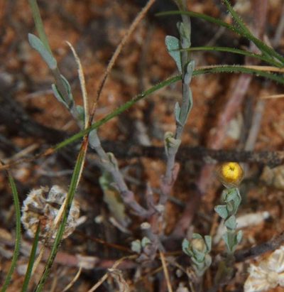 Rhodanthe polygalifolia, photographed by Russell Best