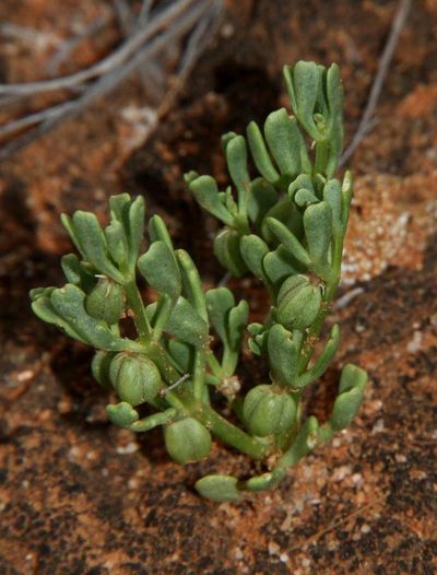 Roepera ovata, photographed by Russell Best
