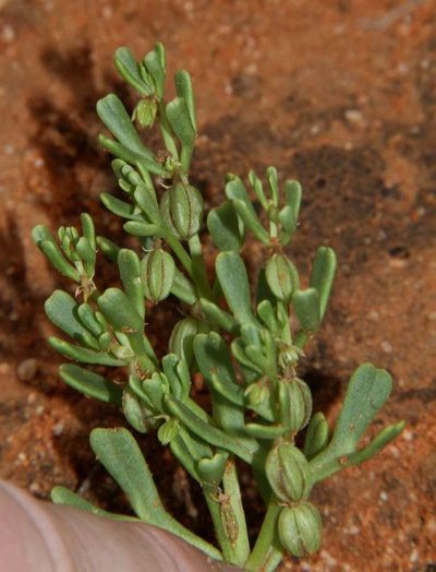 Roepera ovata, photographed by Russell Best