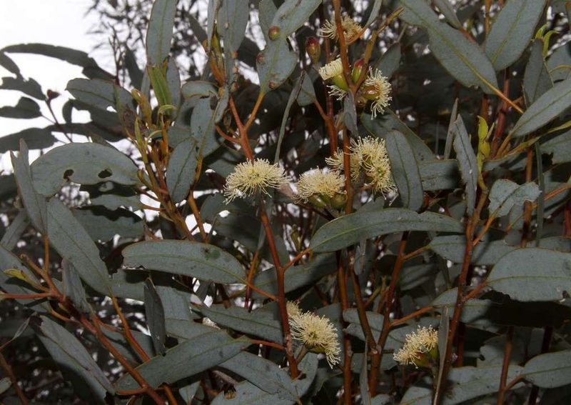 Eucalyptus cyanophylla, photographed by Russell Best