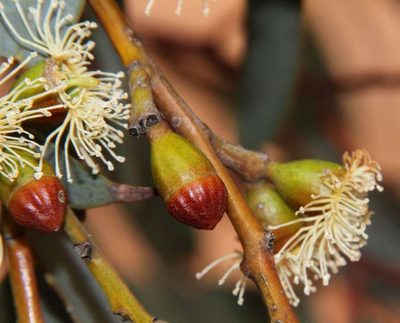 Eucalyptus cyanophylla, photographed by Russell Best