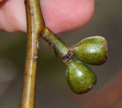 Eucalyptus cyanophylla, photographed by Russell Best