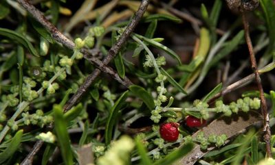 Chenopodium wilsonii, photographed by Russell Best