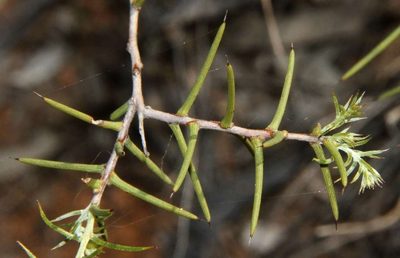 Acacia nyssophylla, photographed by Russell Best