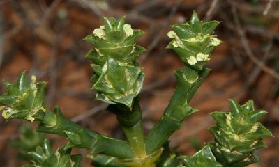 Tecticornia triandra, photographed by Russell Best