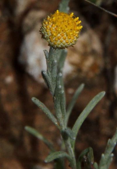 Trichanthodium skirrophorum, photographed by Russell Best