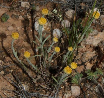 Trichanthodium skirrophorum, photographed by Russell Best
