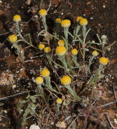 Trichanthodium skirrophorum, photographed by Russell Best