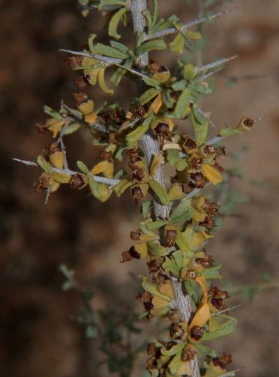 Lawrencia squamata, photographed by Russell Best
