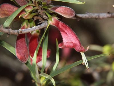 Eremophila longifolia, photographed by Russell Best
