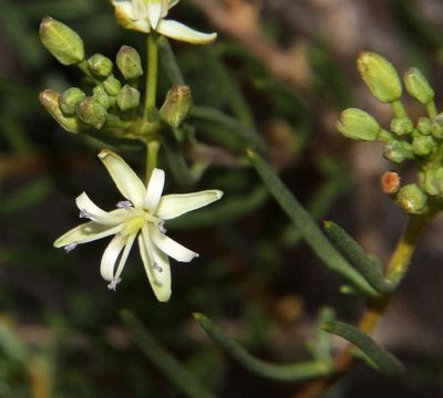 Lepidium leptopetalum, photographed by Russell Best