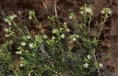 Lepidium leptopetalum, photographed by Russell Best