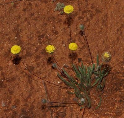 Asteridea athrixioides, photographed by Russell Best