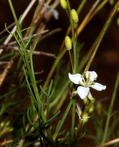 Arabidella trisecta, photographed by Russell Best