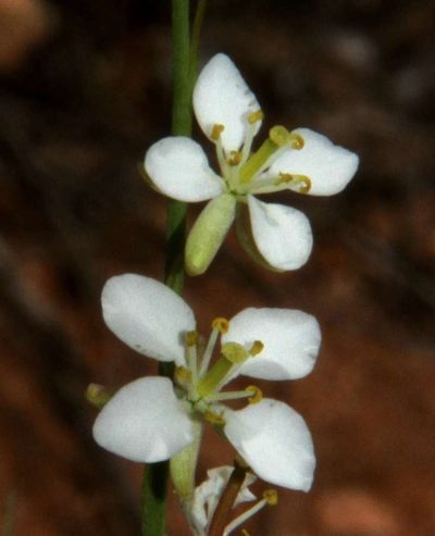 Arabidella trisecta, photographed by Russell Best