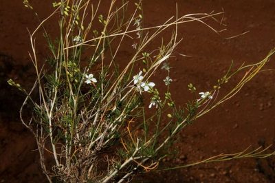 Arabidella trisecta, photographed by Russell Best