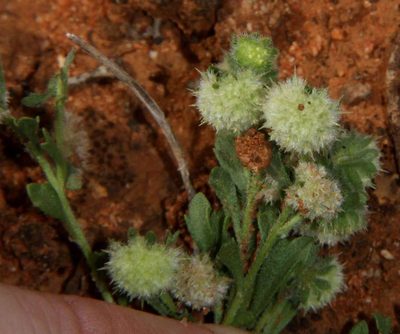 Calotis hispidula, photographed by Russell Best