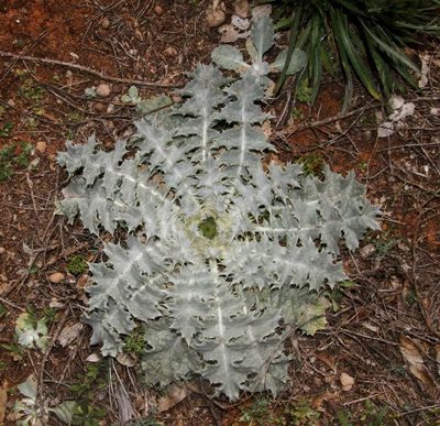 Onopordum acaulon, photographed by Russell Best