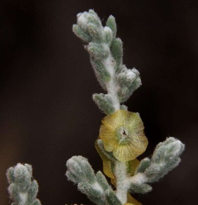 Maireana radiata, photographed by Russell Best