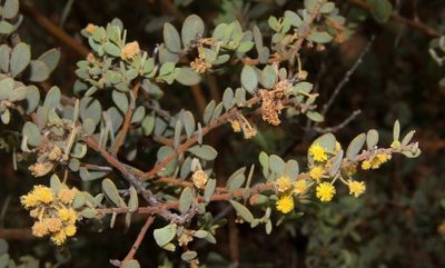 Acacia brachybotrya, photographed by Russell Best