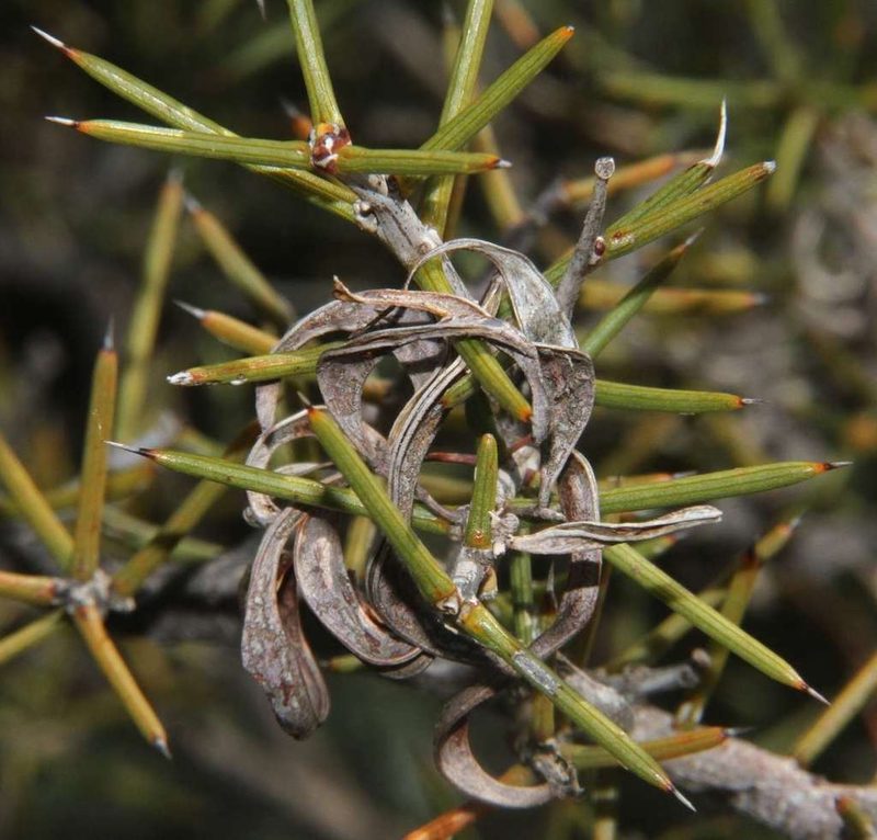 Acacia colletioides, photographed by Russell Best