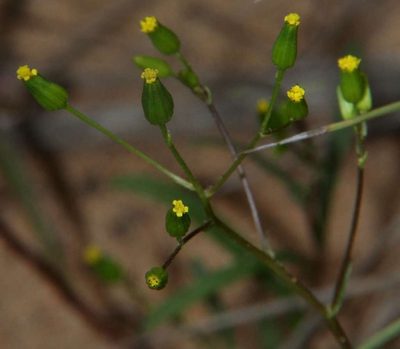 Senecio glossanthus, photographed by Russell Best
