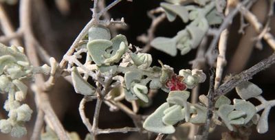 Chenopodium curvispicatum, photographed by Russell Best
