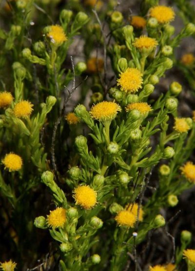Kippistia suaedifolia, photographed by Russell Best