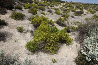 Kippistia suaedifolia, photographed by Russell Best