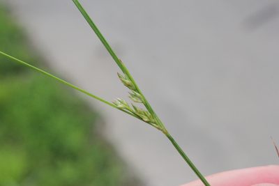 Juncus dudleyi, photographed by Quinten Wiegersma