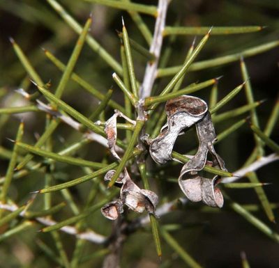 Acacia colletioides, photographed by Russell Best