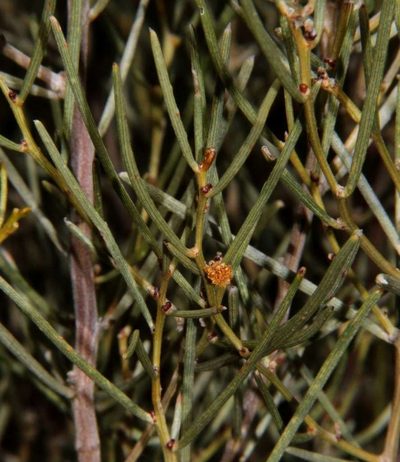 Acacia rigens, photographed by Russell Best