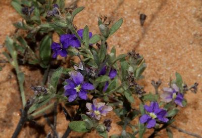 Dampiera marifolia, photographed by Russell Best