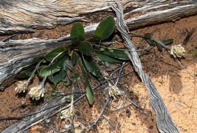 Ptilotus seminudus, photographed by Russell Best
