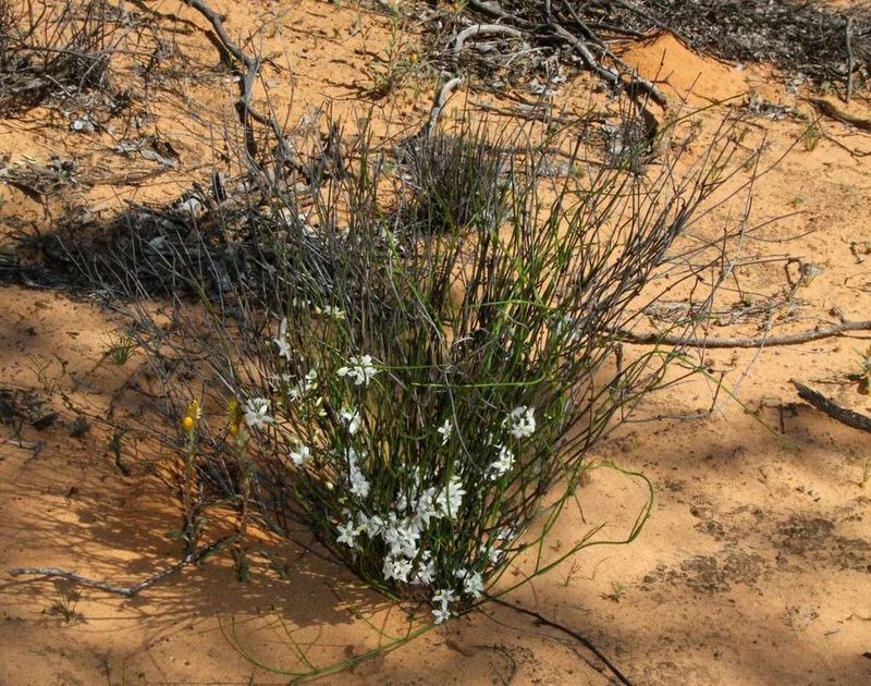 Orianthera nuda, photographed by Russell Best