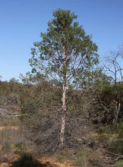 Codonocarpus cotinifolius, photographed by Russell Best