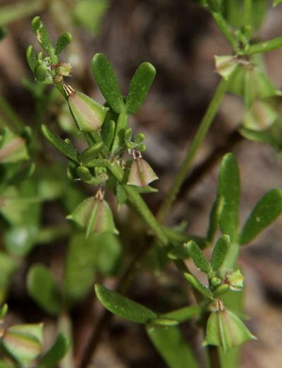 Roepera ammophila, photographed by Russell Best