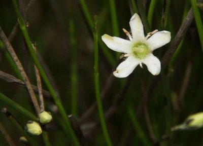 Orianthera nuda, photographed by Russell Best
