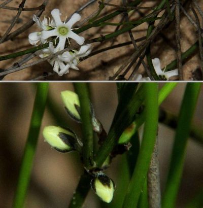 Orianthera nuda, photographed by Russell Best