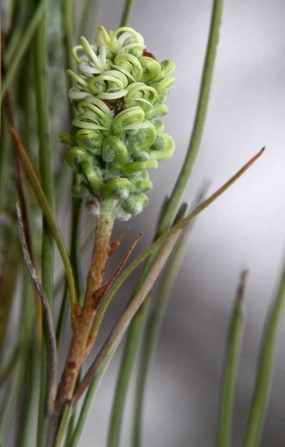 Grevillea pterosperma, photographed by Russell Best