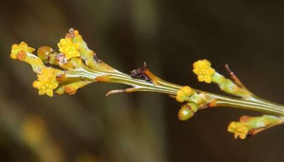 Exocarpos sparteus, photographed by Russell Best