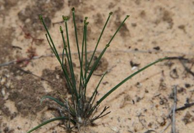 Tricoryne tenella, photographed by Russell Best