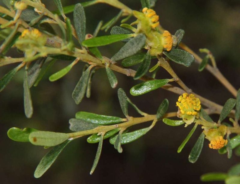 Beyeria opaca, photographed by Russell Best