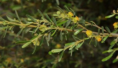 Beyeria opaca, photographed by Russell Best
