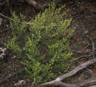 Beyeria opaca, photographed by Russell Best