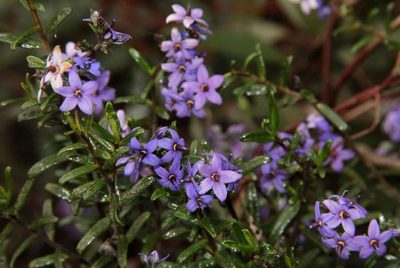 Halgania andromedifolia, photographed by Russell Best