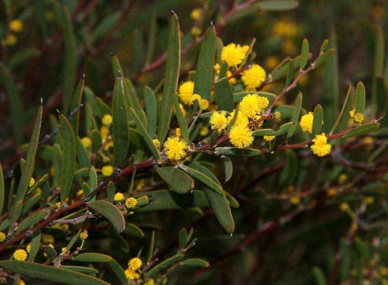 Acacia halliana, photographed by Russell Best