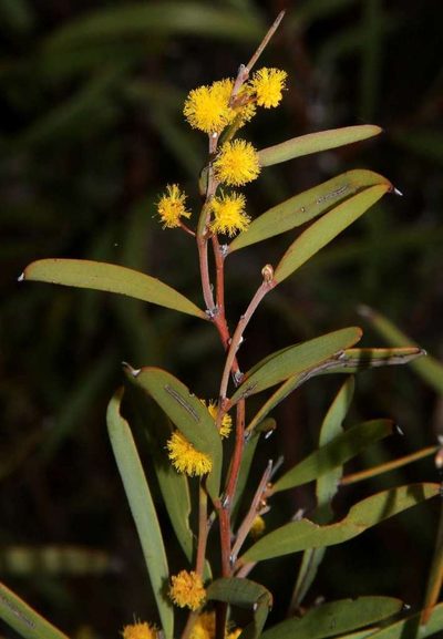 Acacia halliana, photographed by Russell Best
